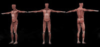 3D Rendering of Male Muscular System - Anatomical Poster Print