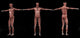 3D Rendering of Male Muscular System - Anatomical Poster Print