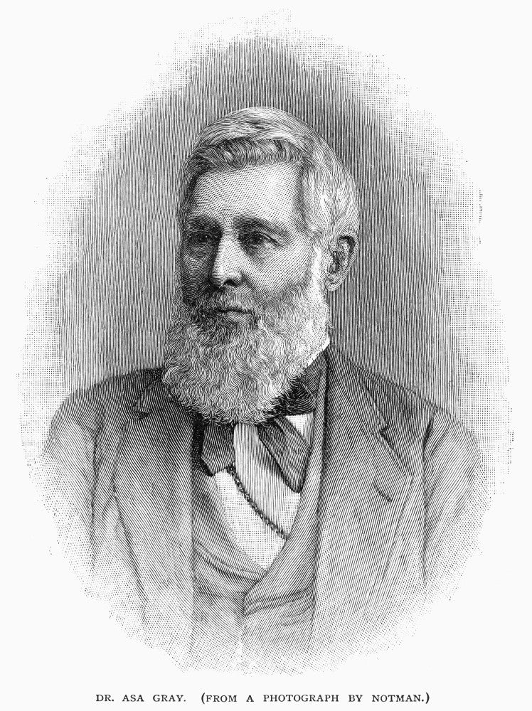 Asa Gray American Botanist Wood Engraving Fine Art Print (1884) by Granger Collection