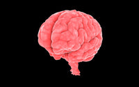Conceptual Human Brain Fine Art Print - Various Sizes Available
