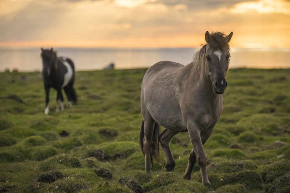 Icelandic Horses at Sunset Fine Art Print by Robert Postma