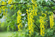 A Golden Chain Tree Blooms in Astoria, Oregon Fine Art Print by Robert L. Potts