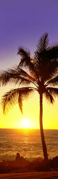 Palm Tree at Sunset Fine Art Print - Waikoloa, Hawaii