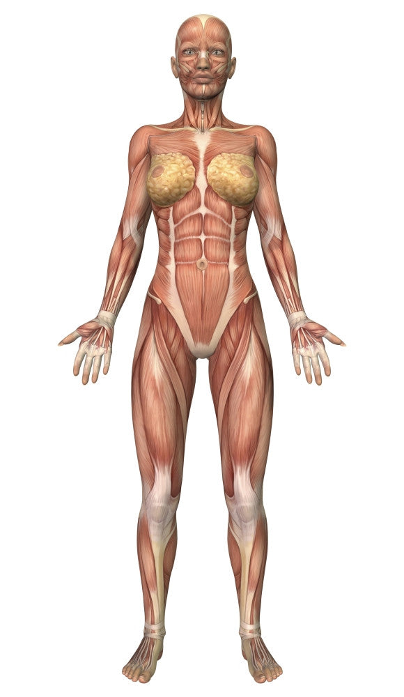 Female Muscular System Fine Art Print - Front View
