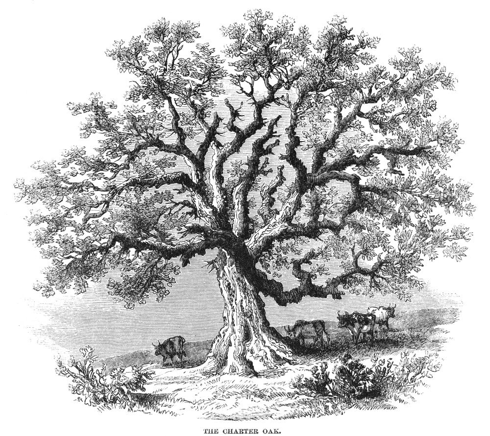 Hartford Charter Oak Wood Engraving Fine Art Print | Posterazzi
