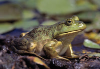 Close-Up of a Bullfrog Fine Art Print - Various Sizes
