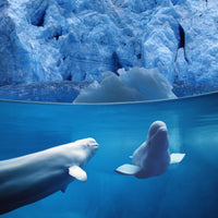Belugas Underwater with Glacier View Fine Art Print