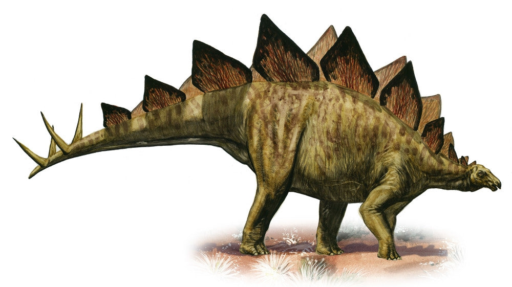 Stegosaurus Armatus Fine Art Print - Prehistoric Dinosaur