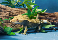 Close-up of Gecko Lizard Fine Art Print by Panoramic Images