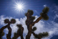 Yucca Brevifolia Fine Art Print by Leah Bignell - Joshua Tree