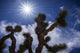 Yucca Brevifolia Fine Art Print by Leah Bignell - Joshua Tree