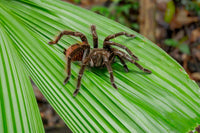 Giant Black and Red Jungle Tarantula Fine Art Print by Janet Horton