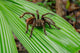 Giant Black and Red Jungle Tarantula Fine Art Print by Janet Horton