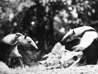 Amazon Anteater Fine Art Print Featuring Male Tamanduas by Granger Collection