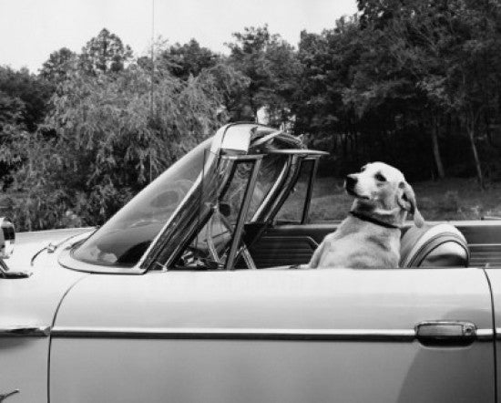 Dog Driving a Convertible Car Fine Art Print