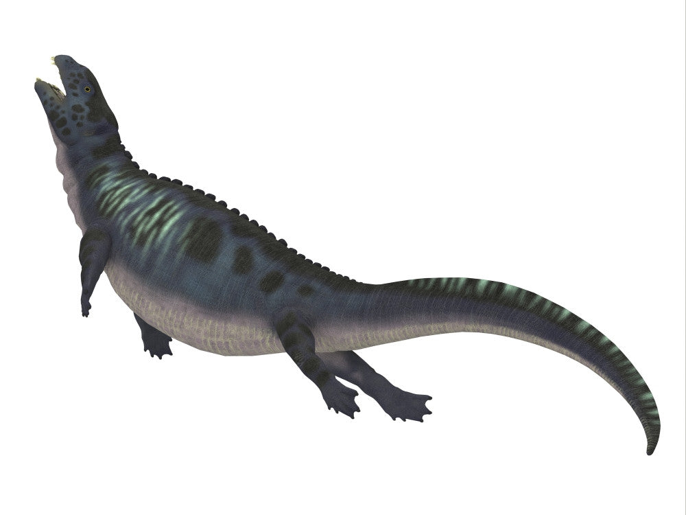 Placodus Aquatic Reptile Fine Art Print by Corey Ford