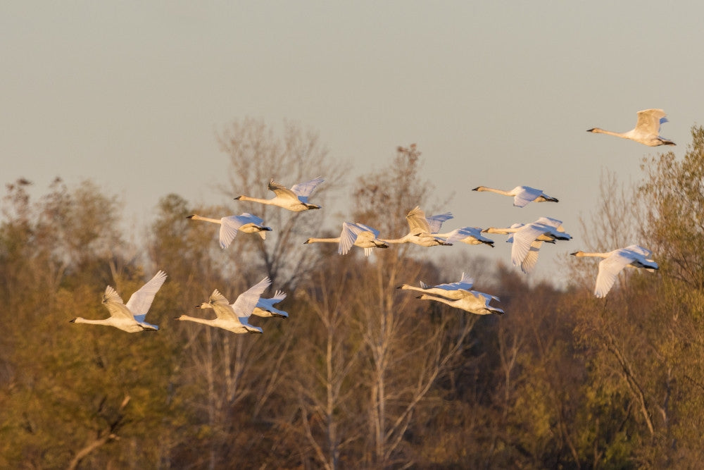 Trumpeter Swans in Flight Fine Art Print by Richard & Susan Day