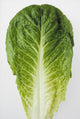 Closeup of Romaine Lettuce Leaf Fine Art Print
