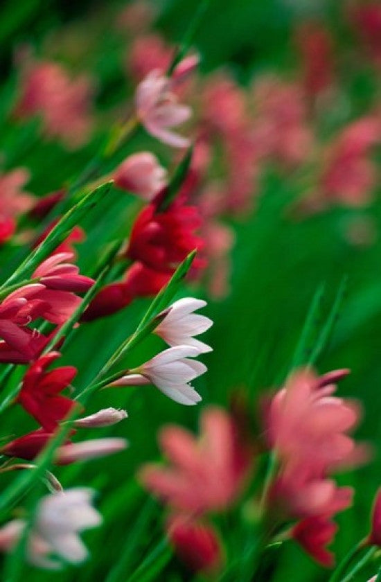 Kaffir Lily Flowers In Bloom Fine Art Print by Panoramic Images