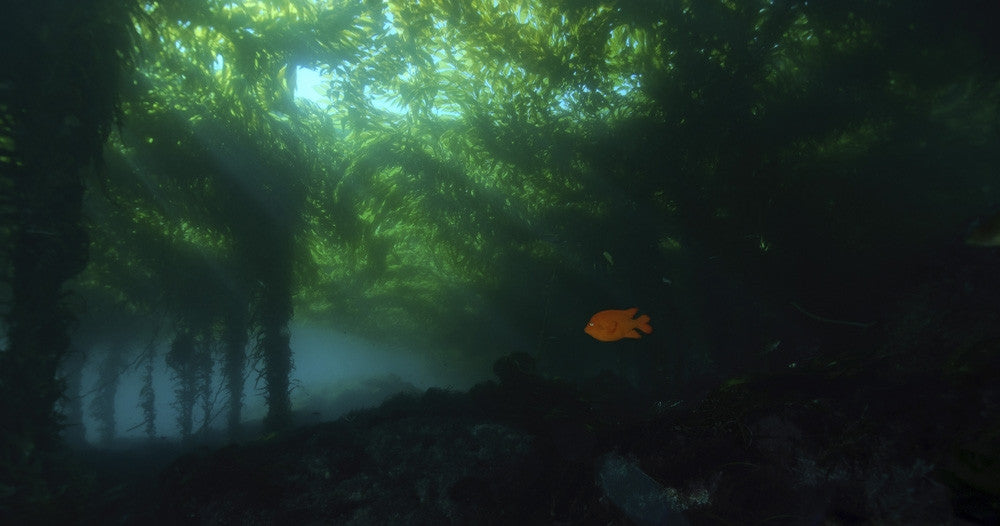 Kelp Forest Art Print by Morten Beier - Islas San Benito, Mexico