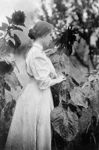 Helen Keller Sunflowers Fine Art Print - Historical Photograph