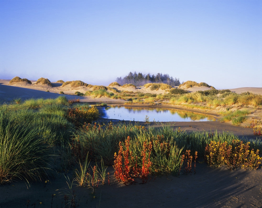 Oregon Dunes National Recreation Area Fine Art Print by Robert L. Potts