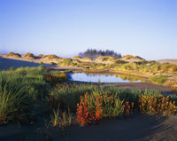 Oregon Dunes National Recreation Area Fine Art Print by Robert L. Potts