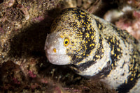 Snowflake Moray Eel Fine Art Print by Brandi Mueller