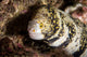 Snowflake Moray Eel Fine Art Print by Brandi Mueller