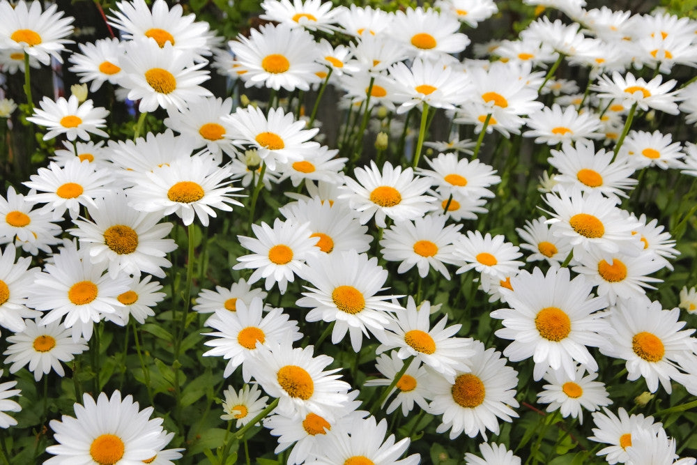 White Shasta Daisy Fine Art Print by Sylvia Gulin