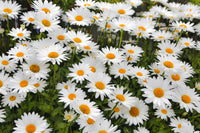 White Shasta Daisy Fine Art Print by Sylvia Gulin