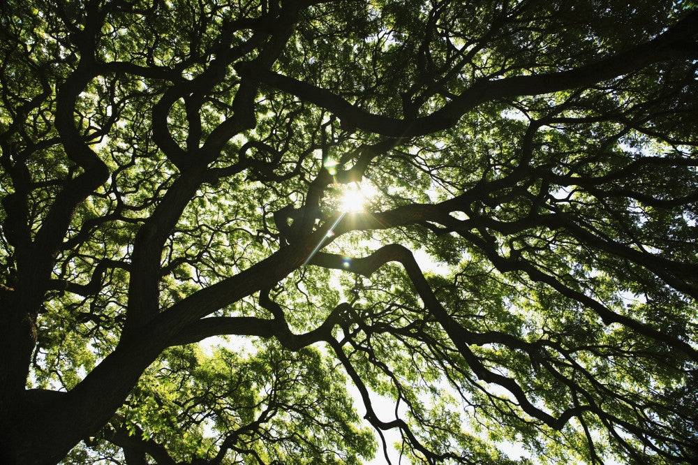 Stunning Monkey Pod Tree Fine Art Print by Brandon Tabiolo