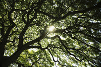 Stunning Monkey Pod Tree Fine Art Print by Brandon Tabiolo
