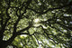 Stunning Monkey Pod Tree Fine Art Print by Brandon Tabiolo