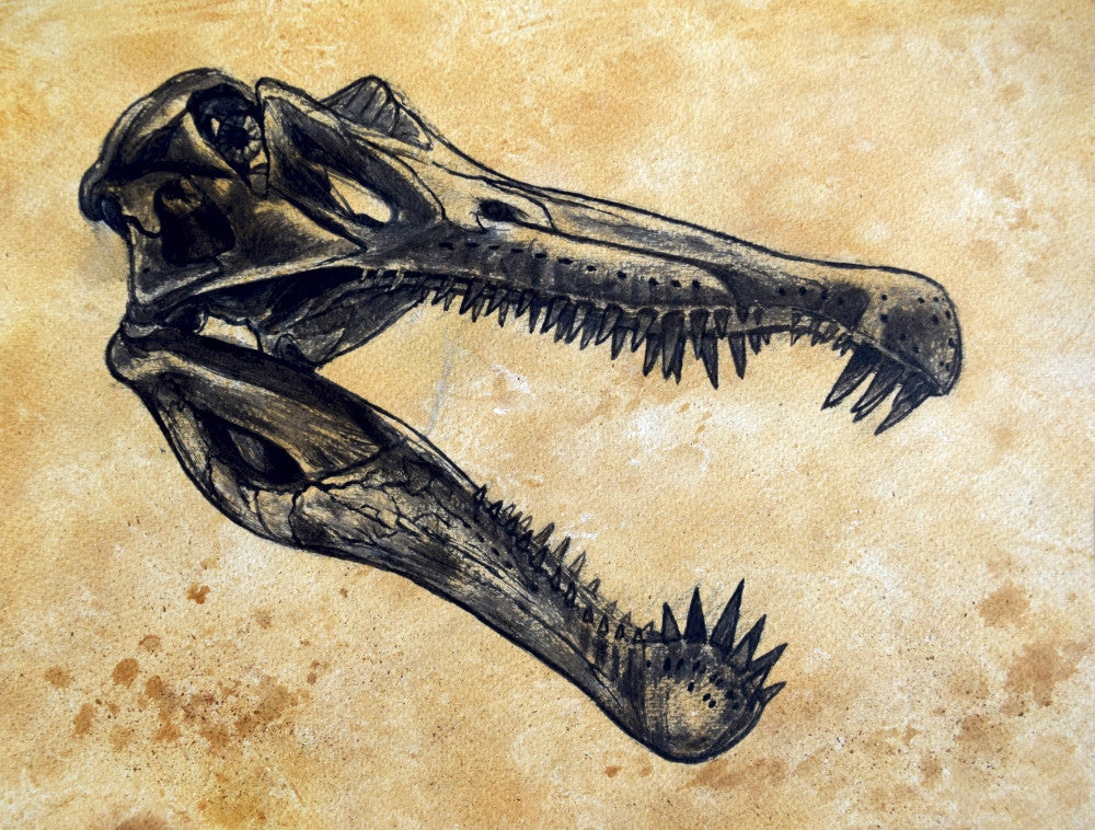 Spinosaurus Dinosaur Skull Fine Art Print on Textured Background