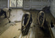 The Floor Scrapers Fine Art Print by Gustave Caillebotte