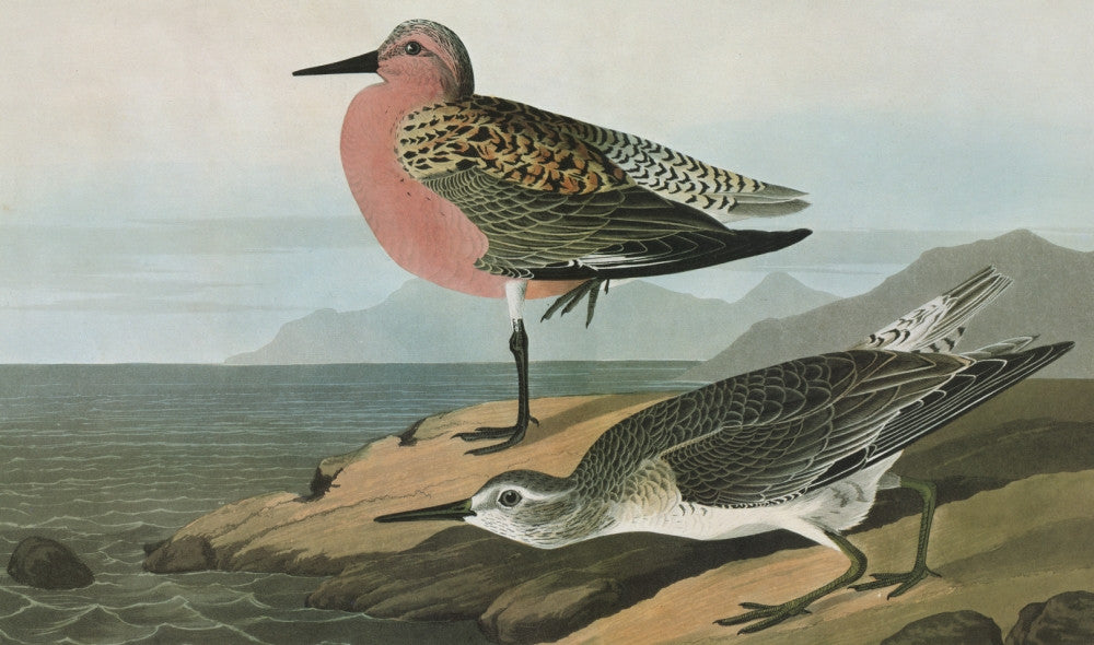 Audubon: Red-Breasted Sandpiper Engraving - Fine Art Print