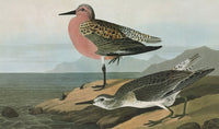 Audubon: Red-Breasted Sandpiper Engraving - Fine Art Print