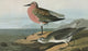 Audubon: Red-Breasted Sandpiper Engraving - Fine Art Print