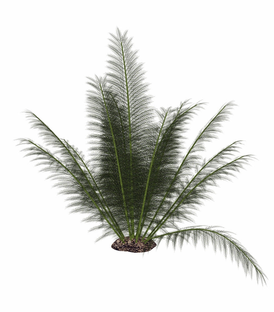 Onychiopsis Prehistoric Fern Poster Print - Isolated Art