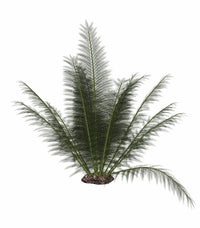 Onychiopsis Prehistoric Fern Poster Print - Isolated Art