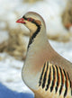 Chukar Game Bird Fine Art Print by Richard Wright