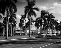 Palm Trees Along Street Fine Art Print - Palm Beach, Florida