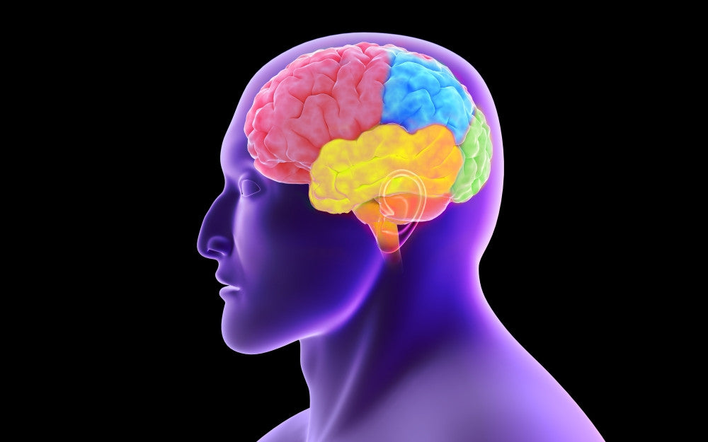 Conceptual Human Brain Fine Art Print - Perfect for Home or Office
