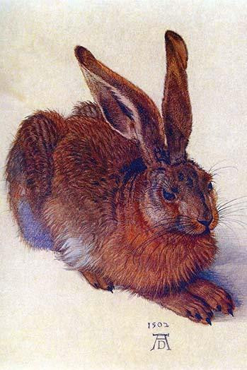 Field Hare Fine Art Print by Albrecht Durer