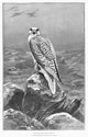 Greenland Gyr-Falcon 19th Century Fine Art Print by Granger Collection