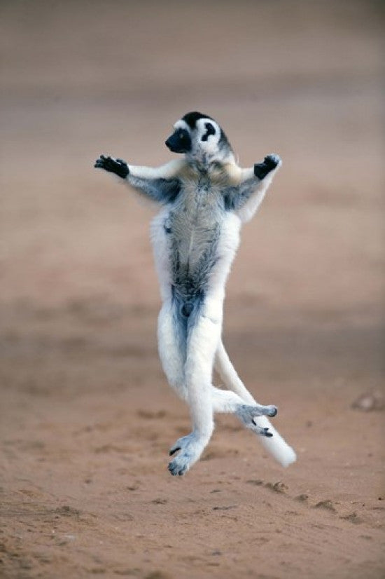 Verreaux's Sifaka Dancing in a Field - Madagascar Poster Print by Panoramic Images
