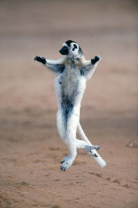 Verreaux's Sifaka Dancing in a Field - Madagascar Poster Print by Panoramic Images