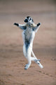 Verreaux's Sifaka Dancing in a Field - Madagascar Poster Print by Panoramic Images