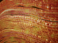 Microscopic View of Nerve Fibers Fine Art Print